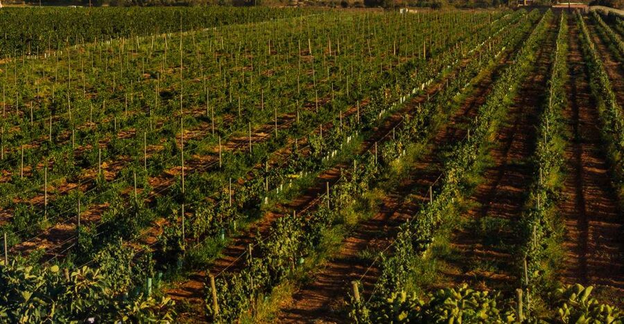Algarve: Vineyard Tour & Premium Wine Tasting in Silves - Practical Tips for a Smooth, Comfortable Visit