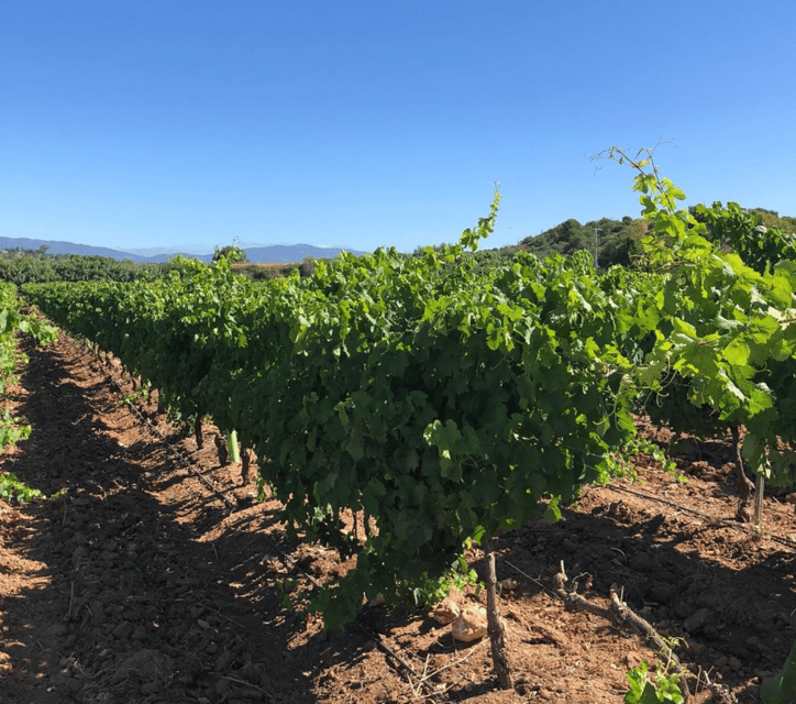 Algarve Wine Tour of two estates guided by wine expert - Stop Two: Wood, Blending, and a Stronger Taste Comparison