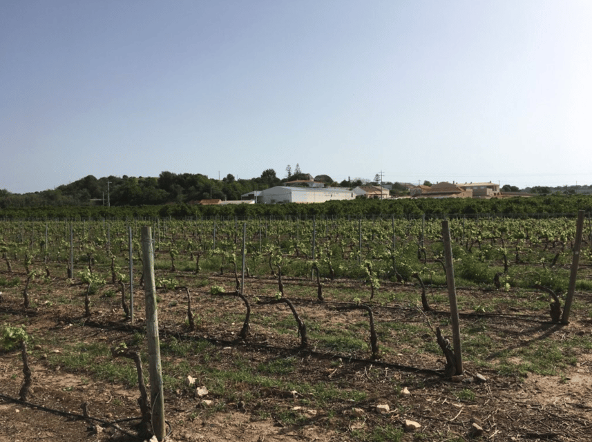 Algarve Wine Tour of two estates guided by wine expert - Meet Fabio and the Small-Group Advantage