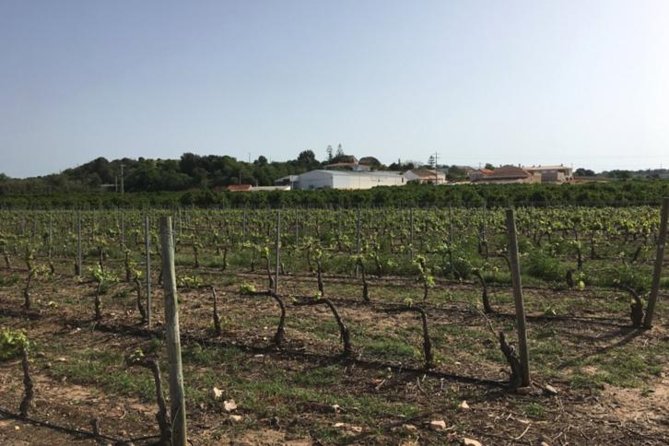 Algarve Wine Tour of Two Wine Estates - Quinta do Frances: A Small, Precise Operation at the Edge of Monchique