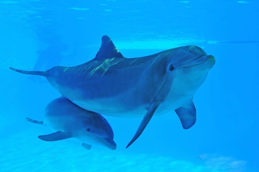 Algarve Zoomarine Ticket and Dolphin Emotions Experience - Safety, trainer attention, and what interaction feels like