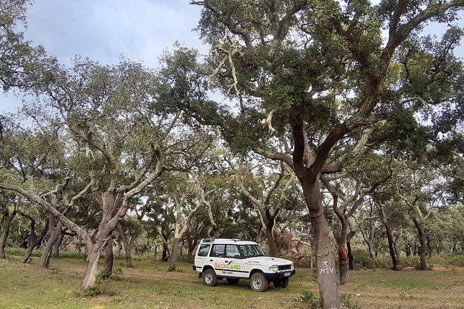 Barrocal Adventure - 4 hours - Who This Tour Suits Best (and Who Might Want Something Else)