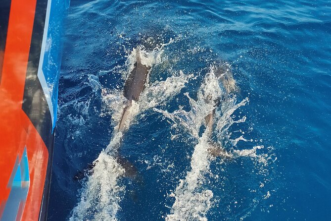 Benagil Caves and Dolphin Watching - 2.5h - A 2.5-hour speedboat outing: how the timing really plays
