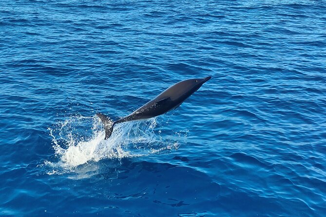 Benagil Caves and Dolphin Watching - 2.5h - Price and value: is $42.34 per person a good deal?