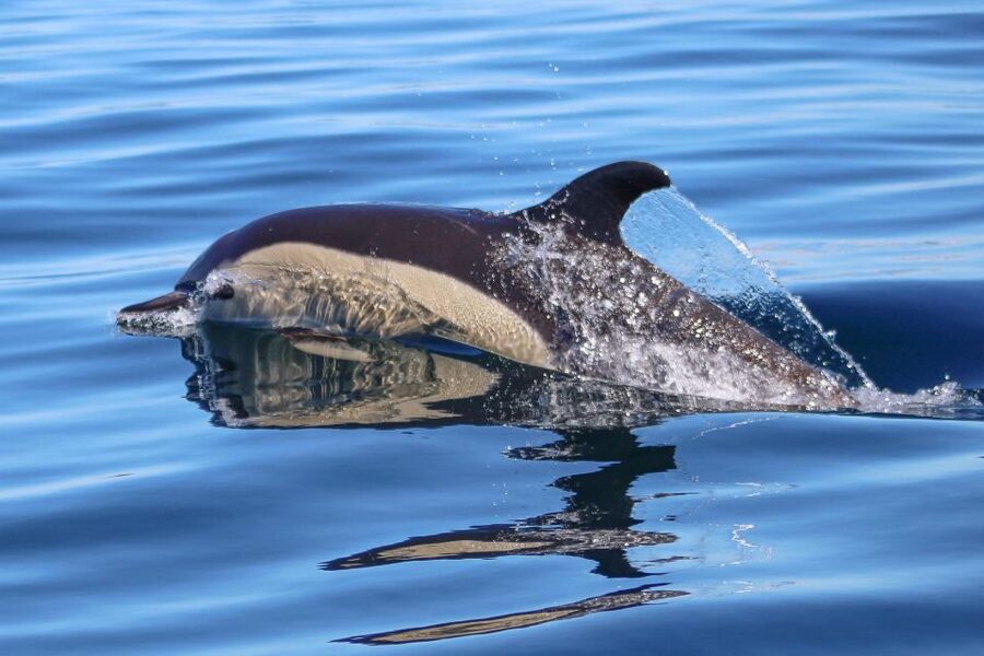 Benagil Tour - Dolphin spotting up close: what to watch for and how to enjoy it