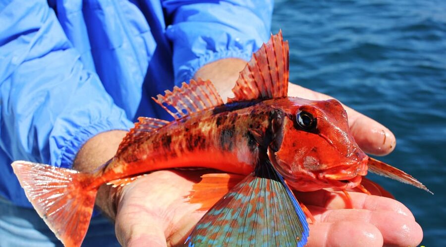Bottom Fishing Lagos - What You Actually Fish For, and the Catch-and-Improve Flow