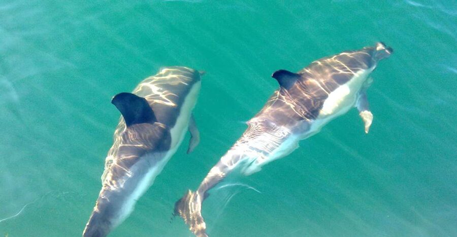 Cabanas de Tavira: Dolphin Watching Boat Tour - What It’s Like to See Dolphins Up Close in Ria Formosa Waters