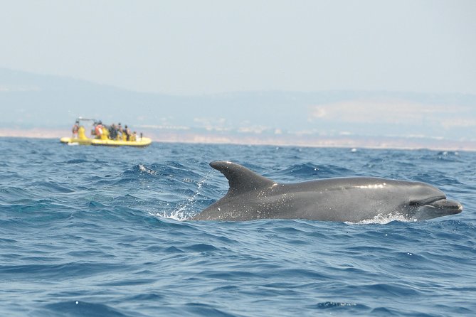 Caves and Dolphin Watching Cruise from Albufeira - Crew energy, guide styles, and what the app helps with