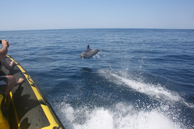 Caves and Dolphin Watching Cruise from Albufeira - Dream Wave to Benagil, getting close to the grottos without taking risks