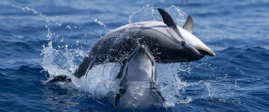 Caves & Dolphins - Combined Trip - What Actually Happens During Your Time on the Water