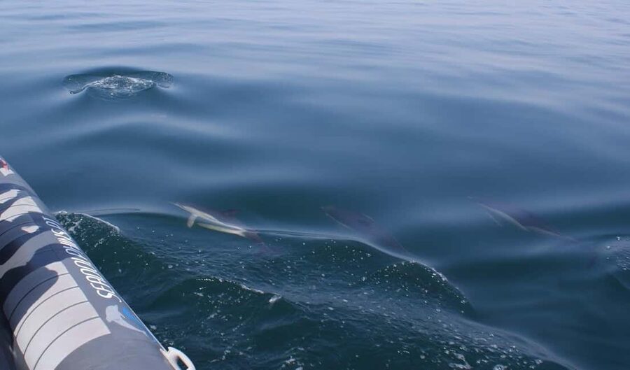 Caves & Dolphins - Combined Trip - Meeting Point at Quiosque N.º 11, Seadolphins