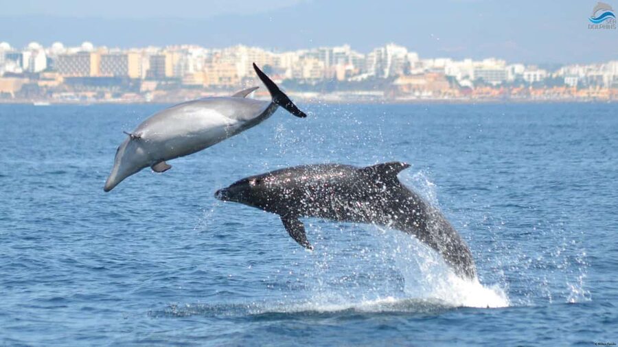 Caves & Dolphins - Combined Trip - Who This Trip Suits Best