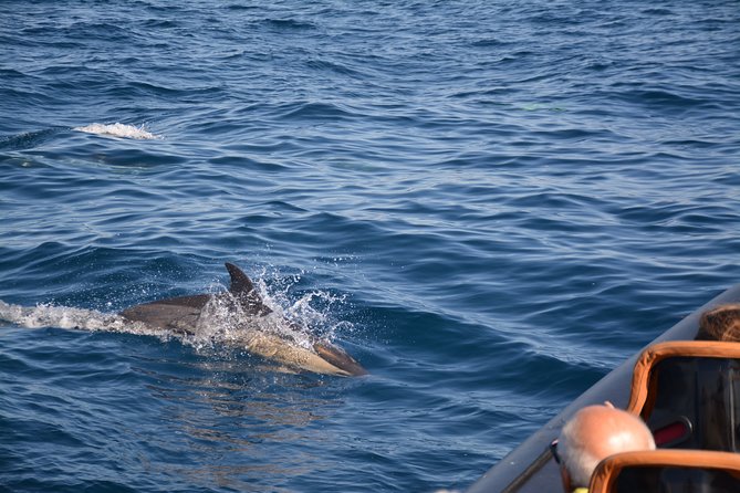 Cheapest Family Friendly Boat Trip From Vilamoura Algarve - On the water: the dolphin search part of the day