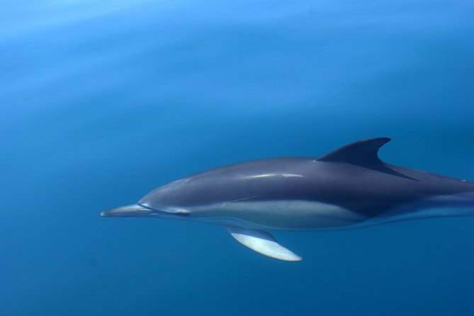 Cheapest Family Friendly Boat Trip From Vilamoura Algarve - Group size and the difference it makes with kids
