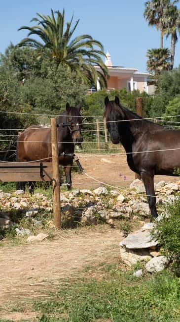 Cliffside Horseback Riding in the Algarve - Horses, Pace, and Matching You to the Right Animal