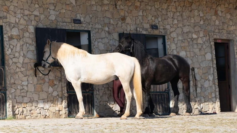 Cliffside Horseback Riding in the Algarve - Small Group With English or German Guide: What That Means for You