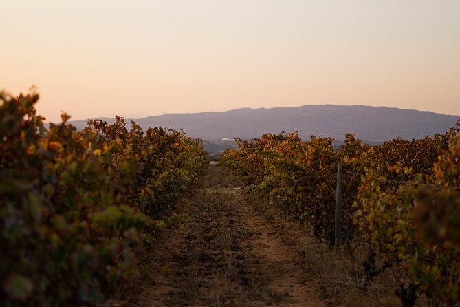 Dinner at the Vineyards in Lagoa - Where Your Evening Begins at Morgado do Quintão