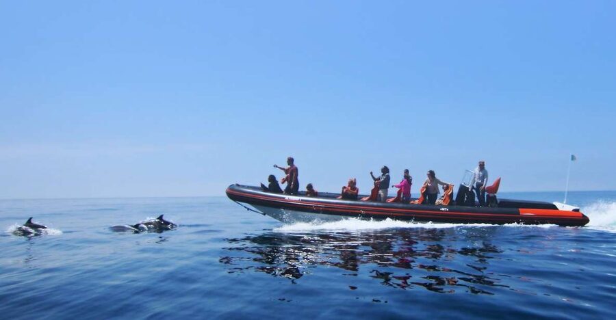 Dolphin Safari and Cave Tour in Vilamoura - Key things you should know before you go