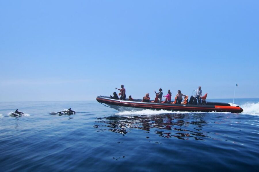 Dolphin Safari and Cave Tour in Vilamoura - Why Vilamoura is a smart base for a dolphin safari