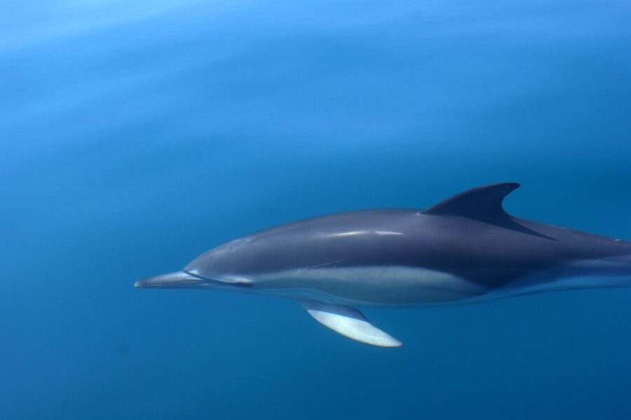 Dolphin Safari and Cave Tour in Vilamoura - Caves and rock formations near Benagil: what you can expect