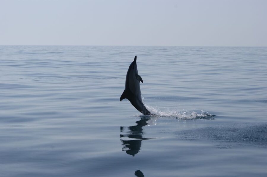 Dolphin Safari and Cave Tour in Vilamoura - Meet at Vilamoura Marina, then settle in for a 2-hour ride