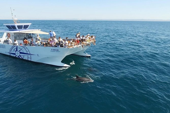 Dolphin Search - Dolphin Quest - Why Dolphin Quest off the Algarve works so well