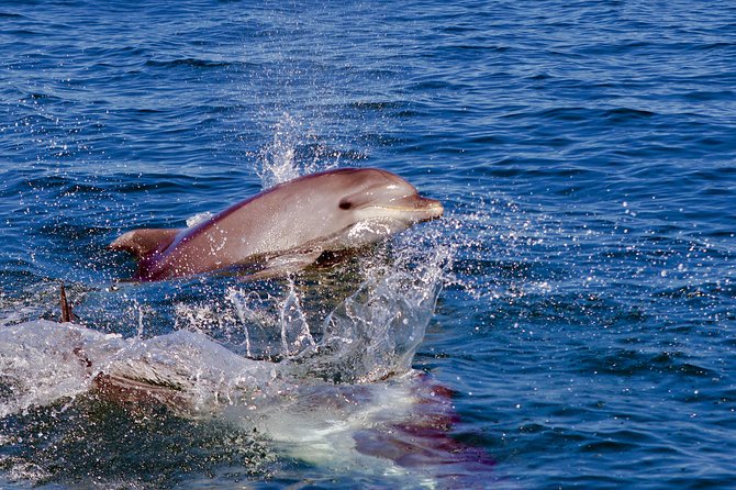 Dolphin Search - Dolphin Quest - What happens during the 2 to 3 hour dolphin search