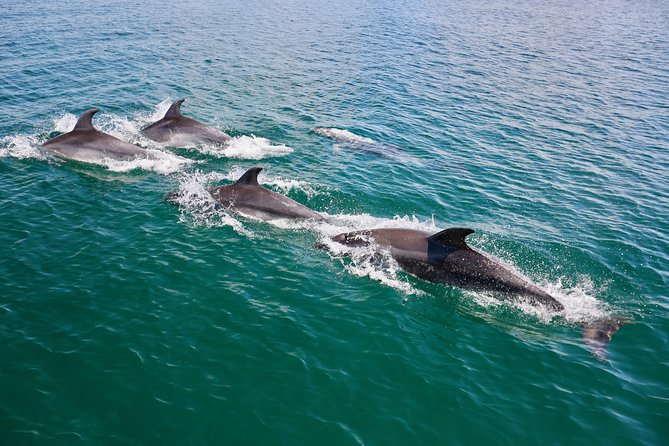 Dolphin Search - Dolphin Quest - Getting the best experience: what to do when dolphins are nearby