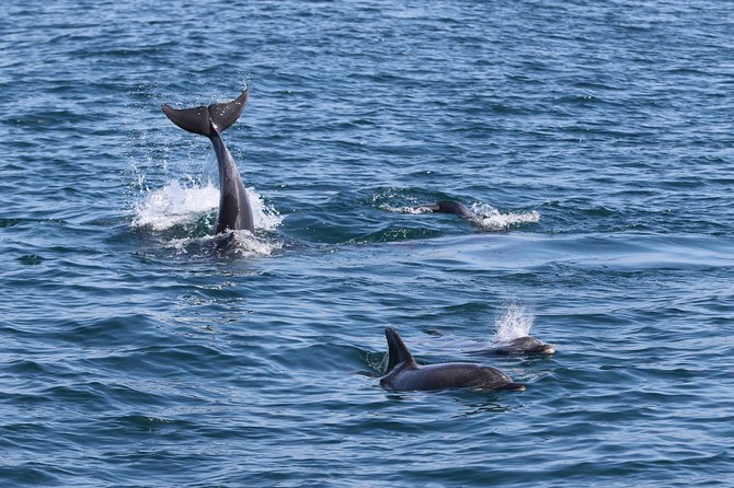Dolphin Search - Dolphin Quest - Who this tour is for, and who should think twice