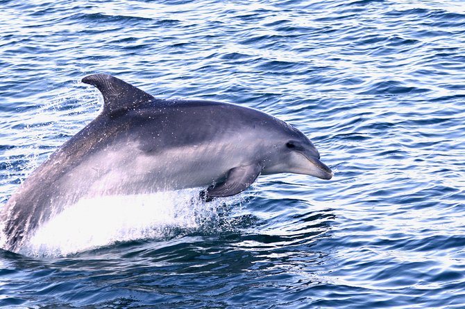 Dolphin Search - Dolphin Quest - Price and value: what your $47.21 is really buying
