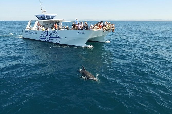Dolphin Search - Dolphin Quest - Should you book Dolphin Quest with Ocean Quest?