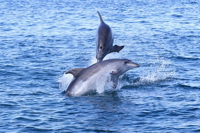 Dolphin Search - Dolphin Quest - AIMM-trained crew and the conservation angle that actually matters