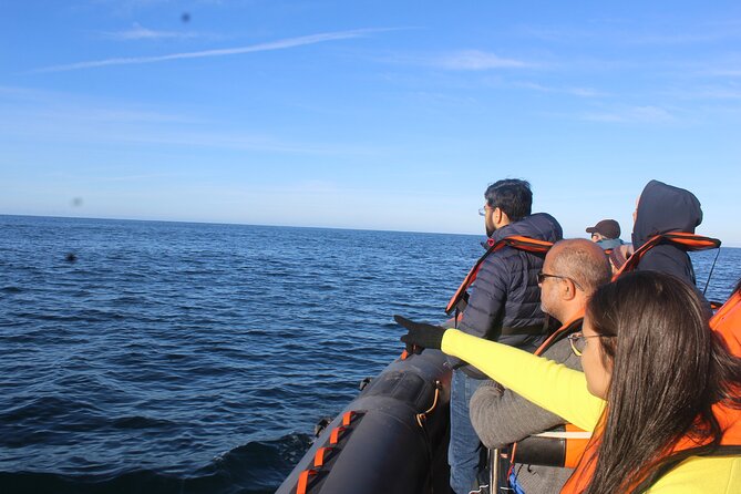 Dolphin Watching + 2 Islands Tour - From Faro - Why this Faro dolphin trip feels different than a basic boat ride