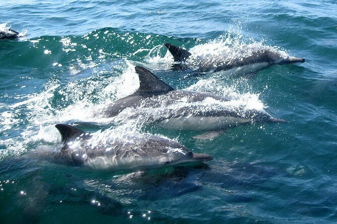 Dolphin Watching + 2 Islands Tour - From Faro - Ilha Deserta swim-time: why this stop rewards good timing