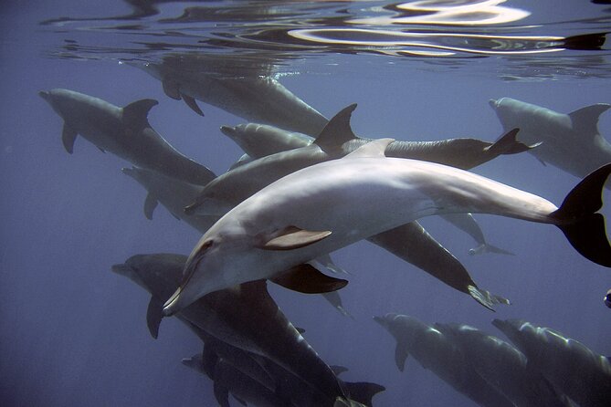 Dolphin Watching + 2 Islands Tour - From Faro - Snorkeling masks, life jackets, and what to bring for comfort
