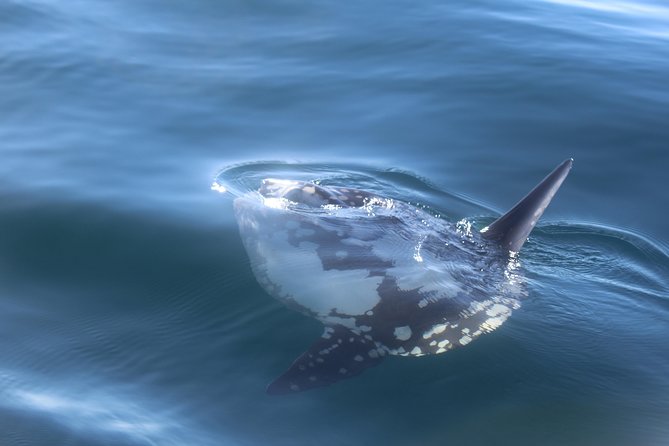 Dolphin Watching + 2 Islands Tour - From Faro - Price check: what $72.59 buys you, and what it depends on