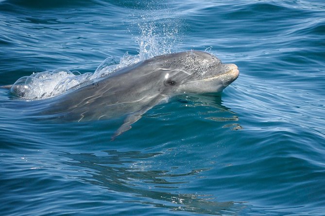 Dolphin Watching and Cave Boat Cruise from Albufeira - Dolphin watching in the wild: bottlenose and common dolphins