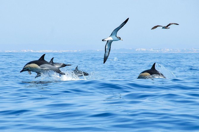 Dolphin Watching and Cave Boat Cruise from Albufeira - Boat comfort, sound, and the reality of getting wet