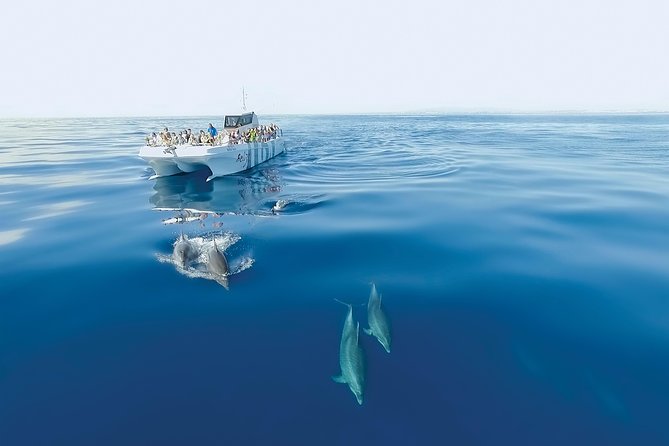 Dolphin Watching and Cave Boat Cruise from Albufeira - Who this cruise is best for, and who should think twice