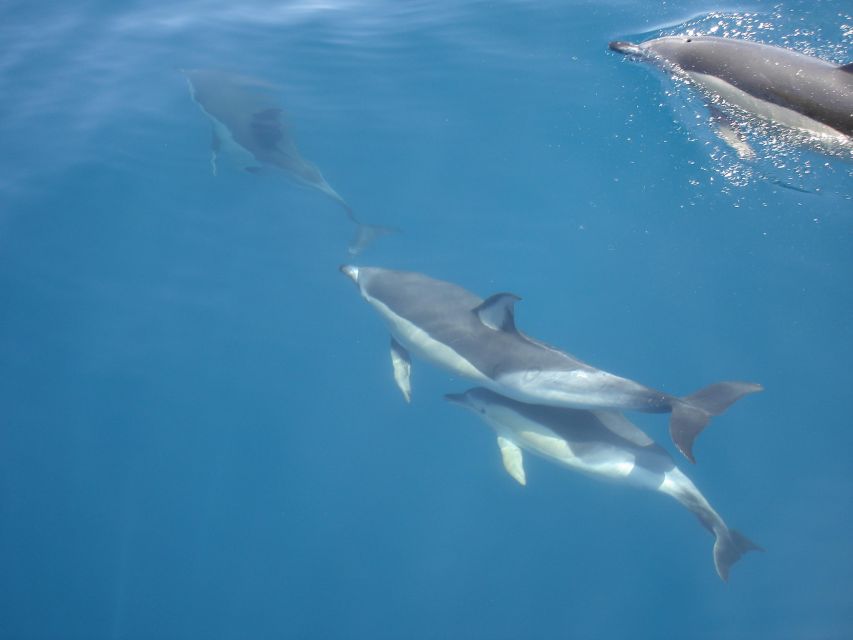 Dolphin Watching and Local Caves - Who Should Book, and Who Might Not