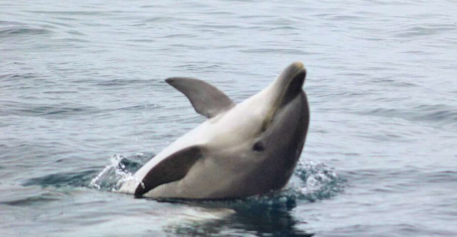 Dolphin Watching and Local Caves - Meeting Point and the Salema Coast Start