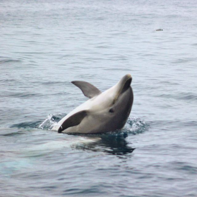 Dolphin Watching and Local Caves - On Board Gear: Life Jackets and Windproof Jackets