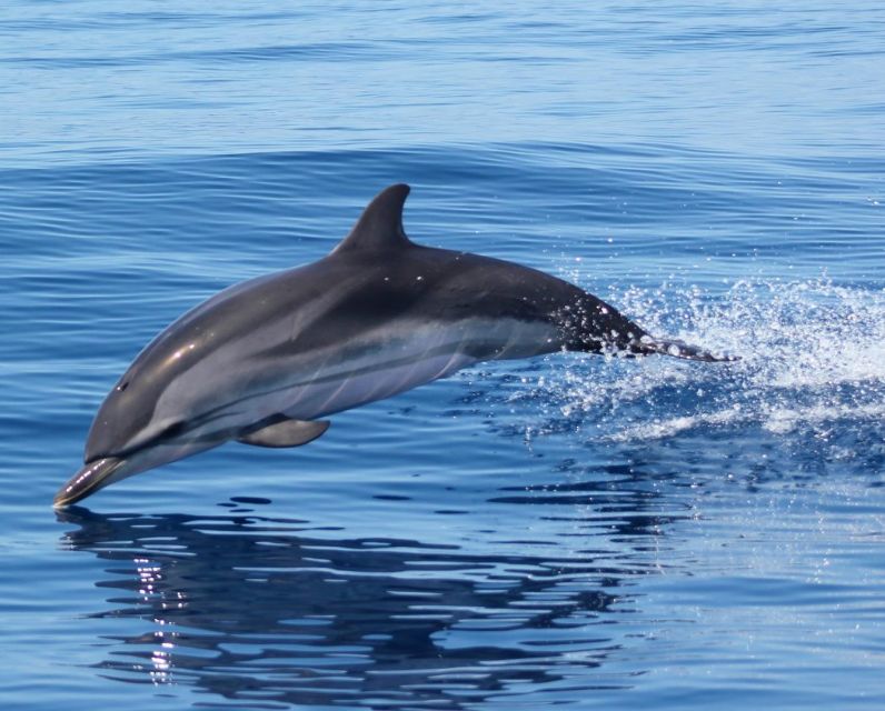 Dolphin Watching and Local Caves - The Boat Cruise Portion: How Caves Fit In