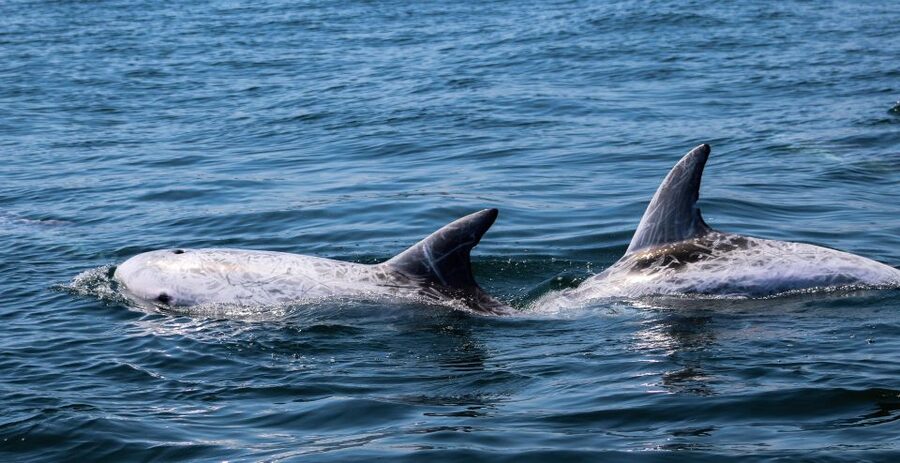Dolphin Watching and Local Caves - Itinerary in Plain English, Stop by Stop