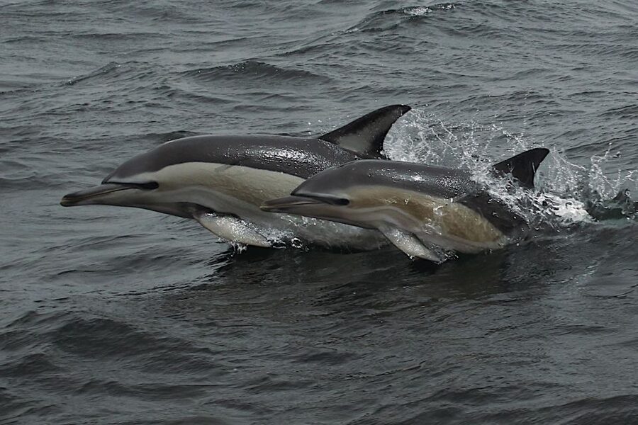 Dolphin Watching and Local Caves - Language and Guides: English, Portuguese, German