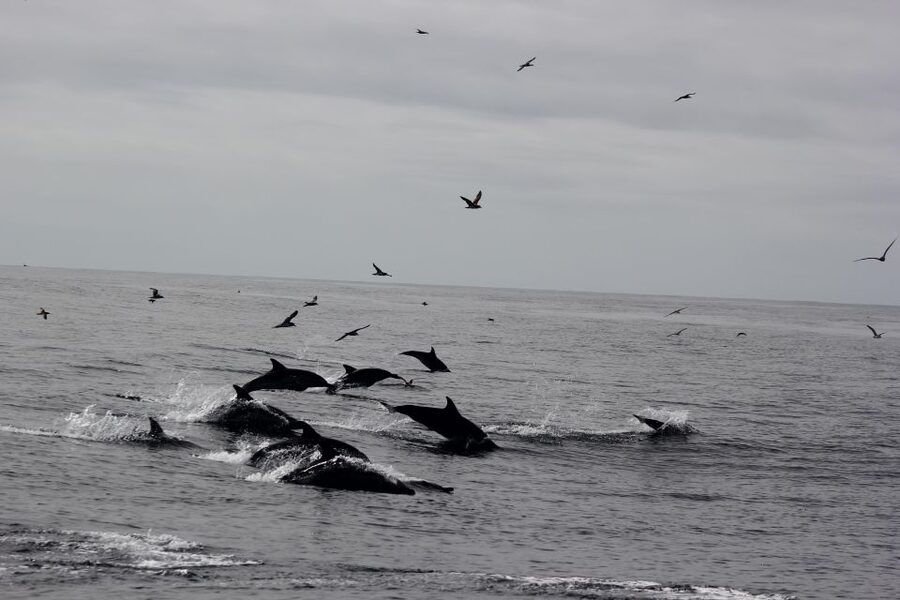 Dolphin Watching and Local Caves - What to Bring So the 2 Hours Feel Easy
