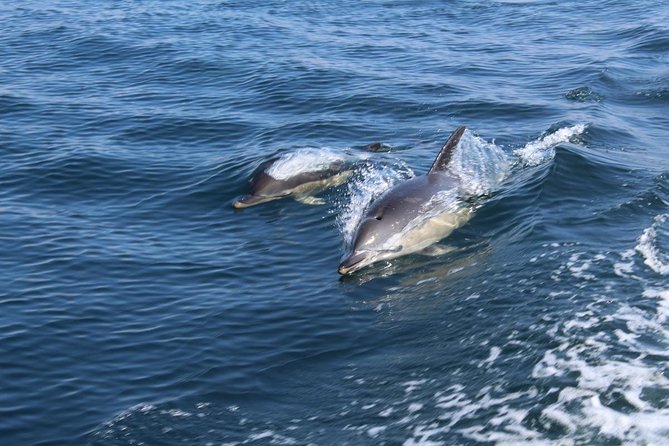 Dolphin Watching from Lagos with Marine Biologists - Boarding a RIB: why the boat size changes the dolphin experience