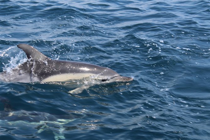 Dolphin Watching from Lagos with Marine Biologists - The on-water mission: searching for common and bottlenose dolphins
