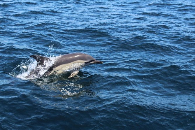 Dolphin Watching from Lagos with Marine Biologists - Who should book this dolphin tour, and who should skip it?