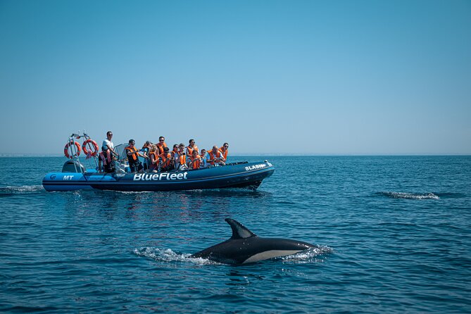 Dolphin Watching from Lagos with Marine Biologists - Live commentary that turns sightings into something you can actually follow